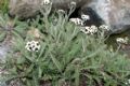 Achillea nana